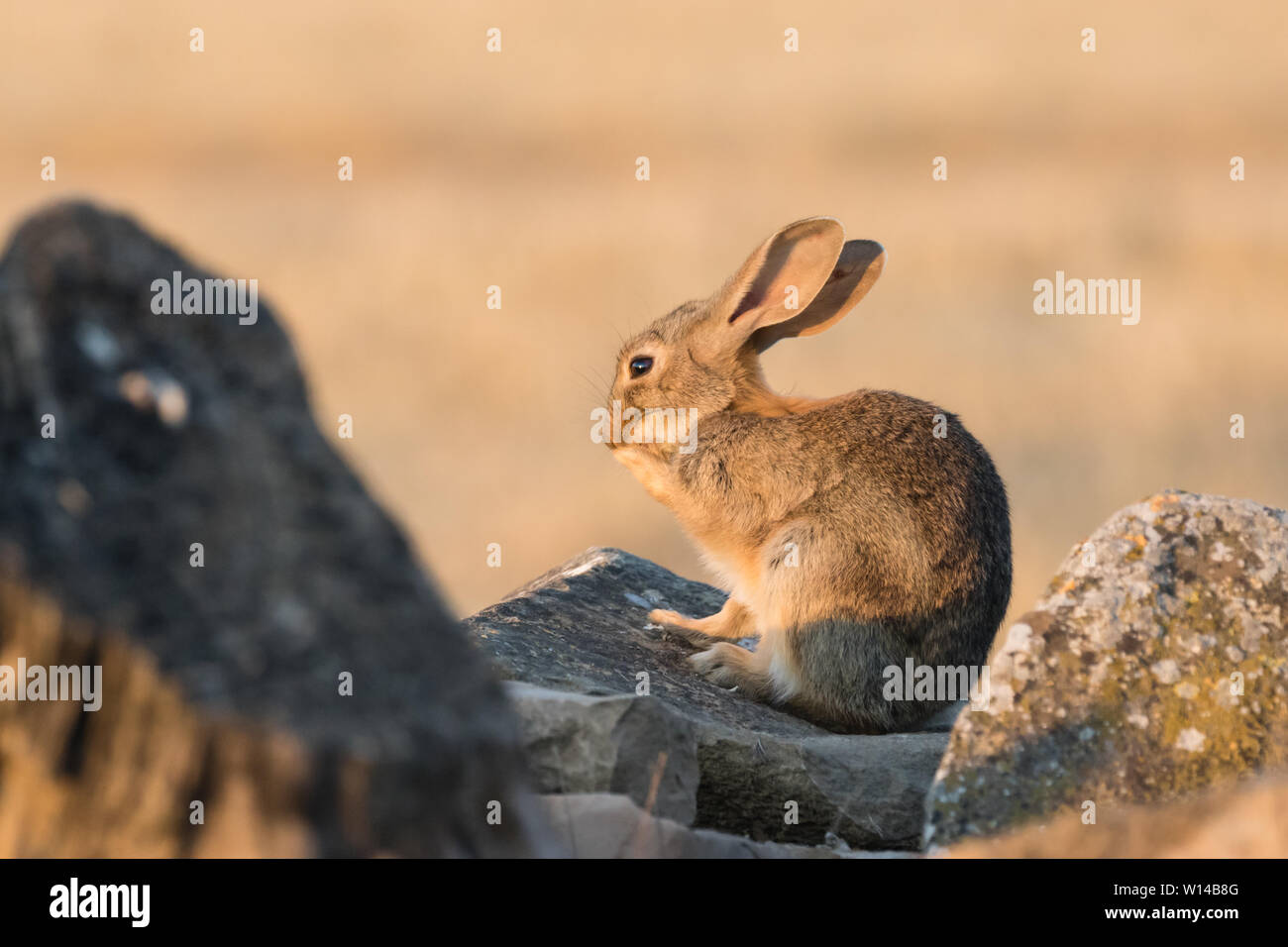 European rabbit (Oryctolagus cuniculus) cleaning itself, Lleida, Catalonia, Spain Stock Photo