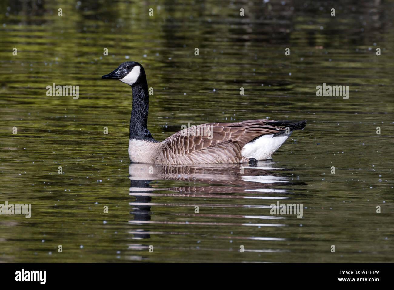 Canada Goose - Bernache du Canada (Branta canadensis), Auvergne, France  Stock Photo - Alamy