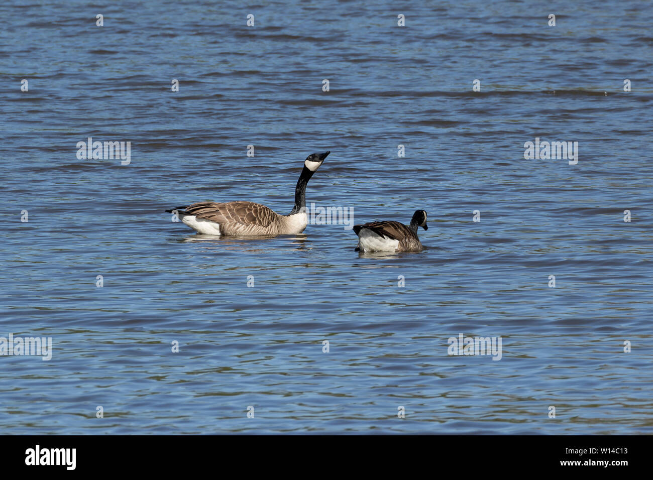 Canada Goose - Bernache du Canada (Branta canadensis), Auvergne, France  Stock Photo - Alamy