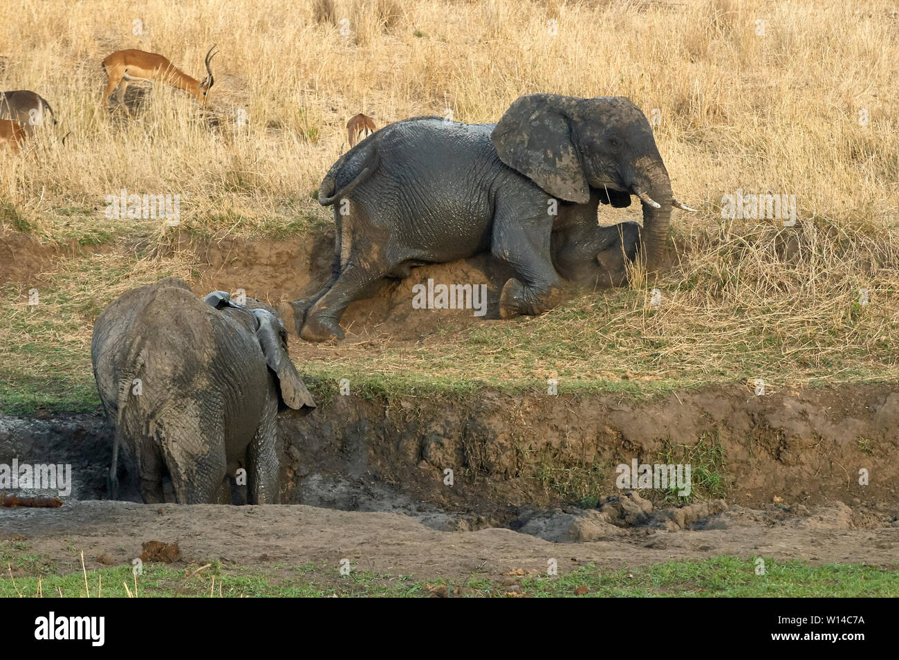 Elephants taking a scratching mud bath against itching skin Stock Photo