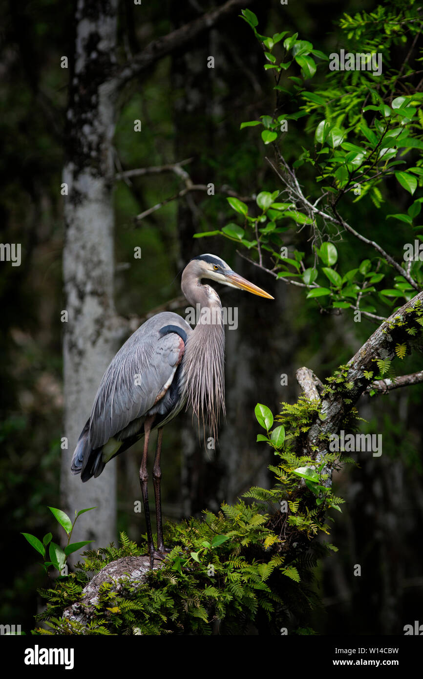 Great Blue Heron stands majestic on a fern encrusted branch at Sweetwater Strand, Big Cypress Preserve, Florida Stock Photo