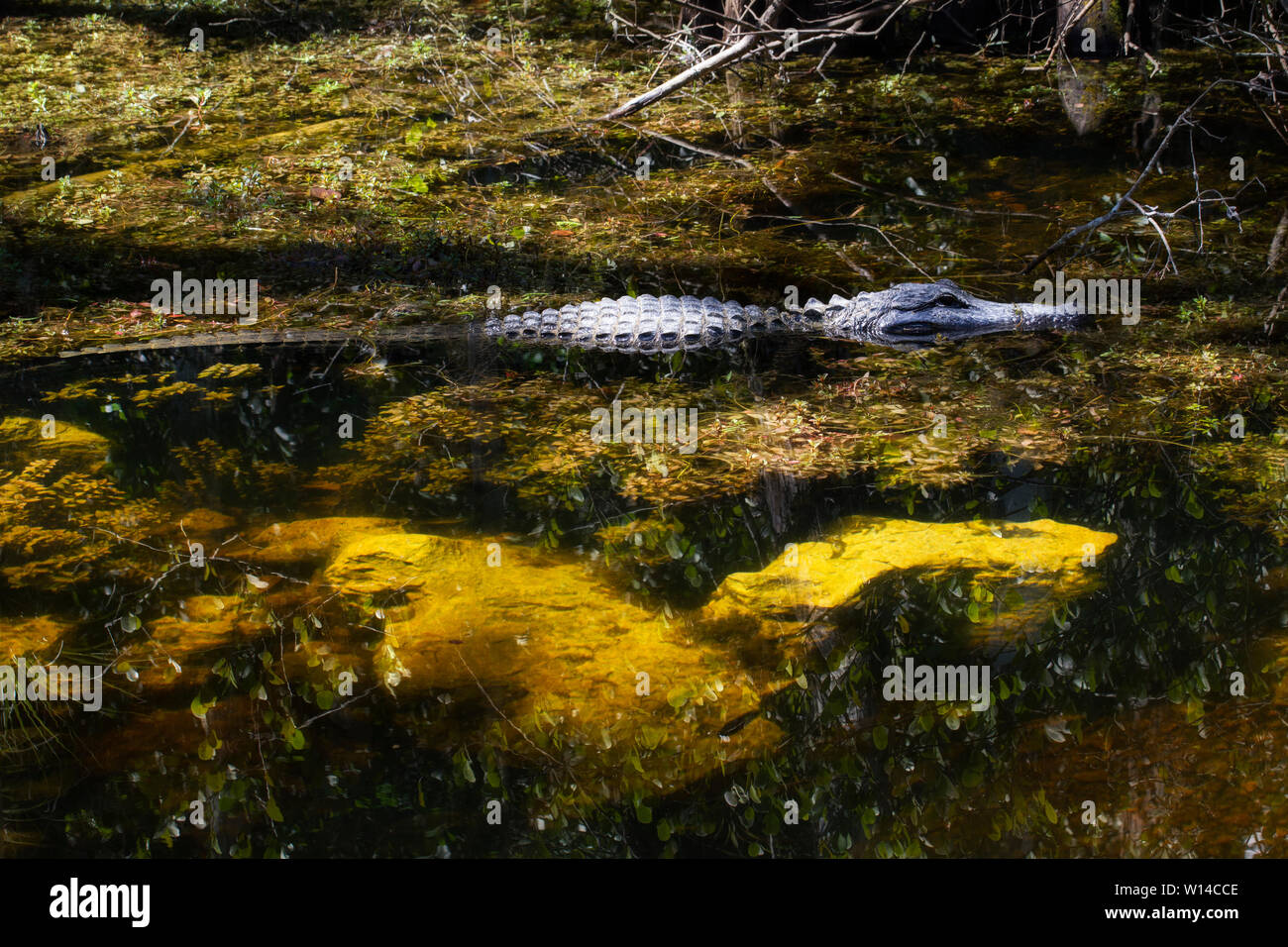 American Alligator,Alligator mississippiensis, glides above clear water showing rocks beneath at Big Cypress Swamp, Florida Stock Photo