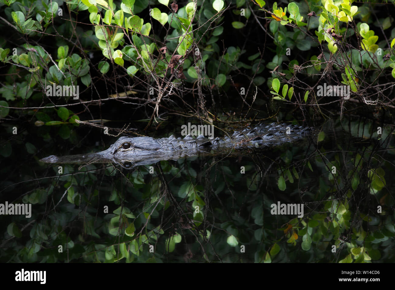 American Alligator glides amid leafy reflections - Big Cypress Preserve -Florida Stock Photo