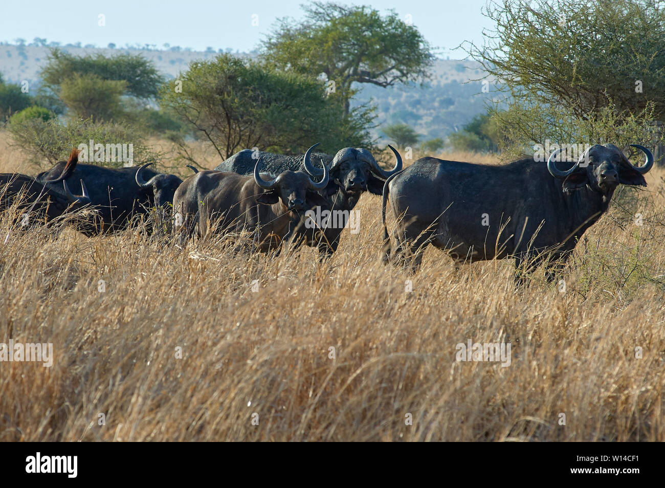Buffaloes roaming Tarangire valley Stock Photo
