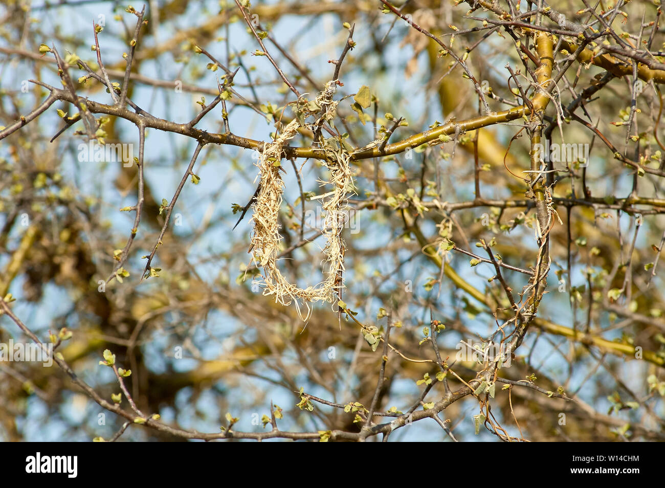 Weaver bird nest under construction Stock Photo Alamy