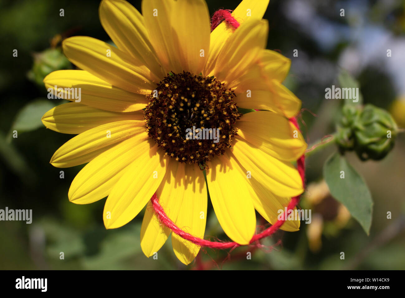 Sunflower wrapped in red string taken in San Antonio, Texas Stock Photo