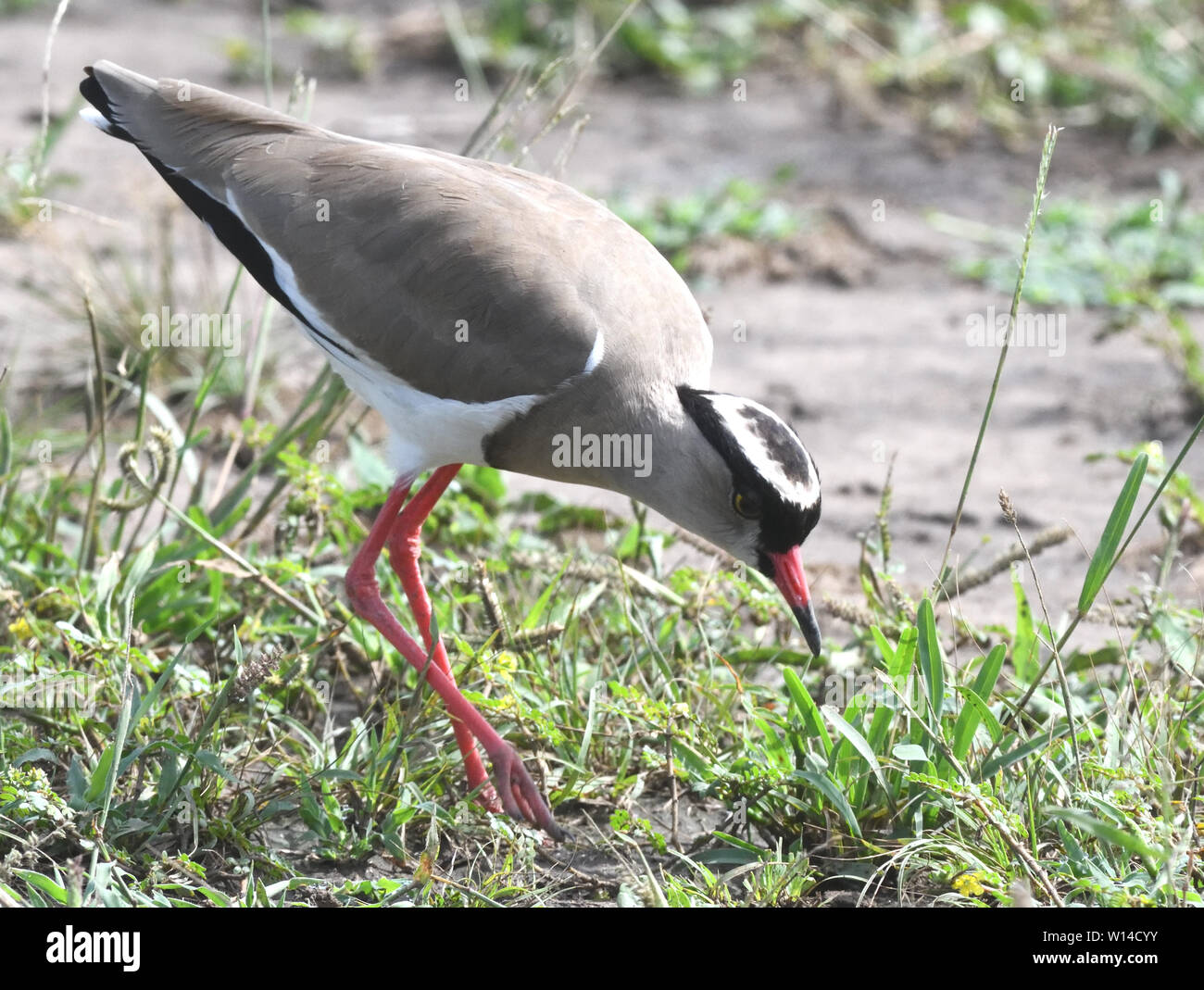 A crowned lapwing (Vanellus coronatus) or crowned plover searches for food in sparse grass. Queen Elizabeth National Park, Uganda. Stock Photo