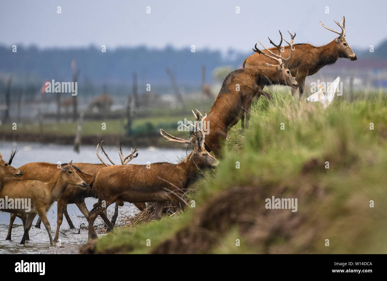 (190630) -- YANCHENG, June 30, 2019 (Xinhua) -- Milu deers, also known as Pere David's deers, cross a river in Dafeng Milu National Nature Reserve in east China's Jiangsu Province, June 27, 2019. Milu, a species endemic to China, was on the edge of extinction in the early 20th century due to overhunting and habitat loss.    The species, under A-level state protection in China, was named after Armand David, a French missionary and naturalist who first recorded the existence of the deer in China in 1865.     Since the British government gifted 39 milu deer to Dafeng Milu National Nature Reserve Stock Photo