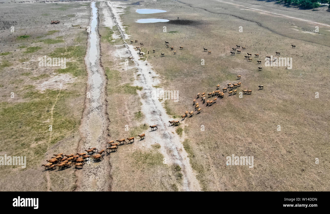 (190630) -- YANCHENG, June 30, 2019 (Xinhua) -- Aerial photo taken on June 28, 2019 shows milu deers, also known as Pere David's deers, moving in Dafeng Milu National Nature Reserve in east China's Jiangsu Province. Milu, a species endemic to China, was on the edge of extinction in the early 20th century due to overhunting and habitat loss.    The species, under A-level state protection in China, was named after Armand David, a French missionary and naturalist who first recorded the existence of the deer in China in 1865.     Since the British government gifted 39 milu deer to Dafeng Milu Nati Stock Photo