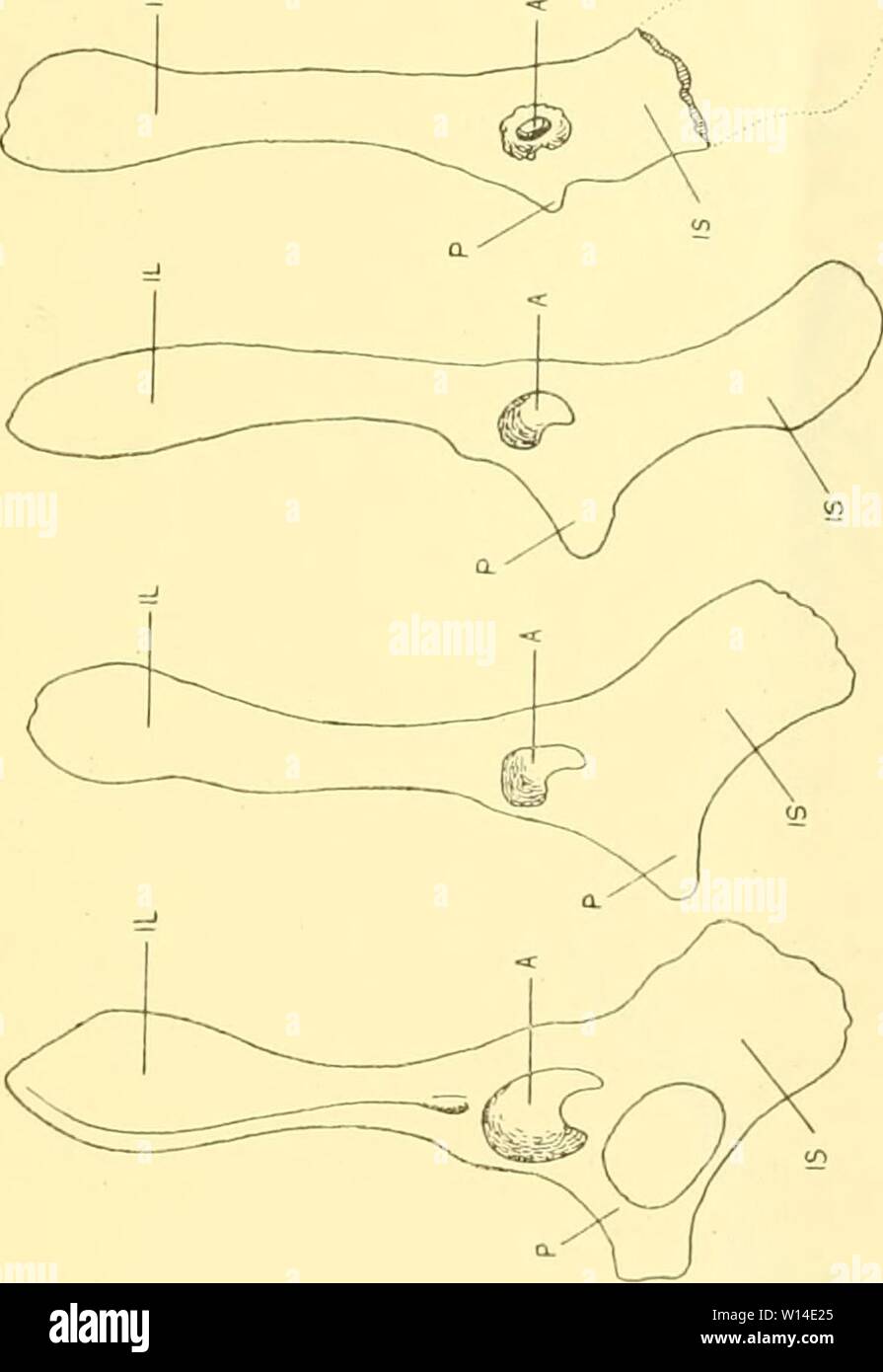 Archive image from page 10 of Die Morphologie der Hüftbeinrudimente der. Die Morphologie der HÃ¼ftbeinrudimente der Cetaceen . diemorphologiede00abel Year: 1907  x e :3 M X h â '&lt;    bo E 60 so E r i X Tr O. e :-  = s â- âi 'O c: = â - a D 2 I SÂ° Â»  g T i| ' S :S M 'S ' Â£ o S Ja H so u c 3 M o c o S) Â« .5 &gt; â o r O c x: o o 1  1 .5 tb- Ã¤ g 1 2 3 C o o t Ct. b & C C tu tu c t/3 Â« fct 2 o i2J 6 o 'c? s CO to U 1 1 M 1- fe o &gt; &gt; â¢5Â« c OJ 3 e Â§ H I C O a S Â£ d t rt â Ti r-  C Â£ â  fcD I â¢Â§  V&gt; -o u '' &gt; o â' Â«&gt; -1 r. x U tV â¢f to I  B -Â» 3 Â§ '  B  od ,â¢- a&g Stock Photo
