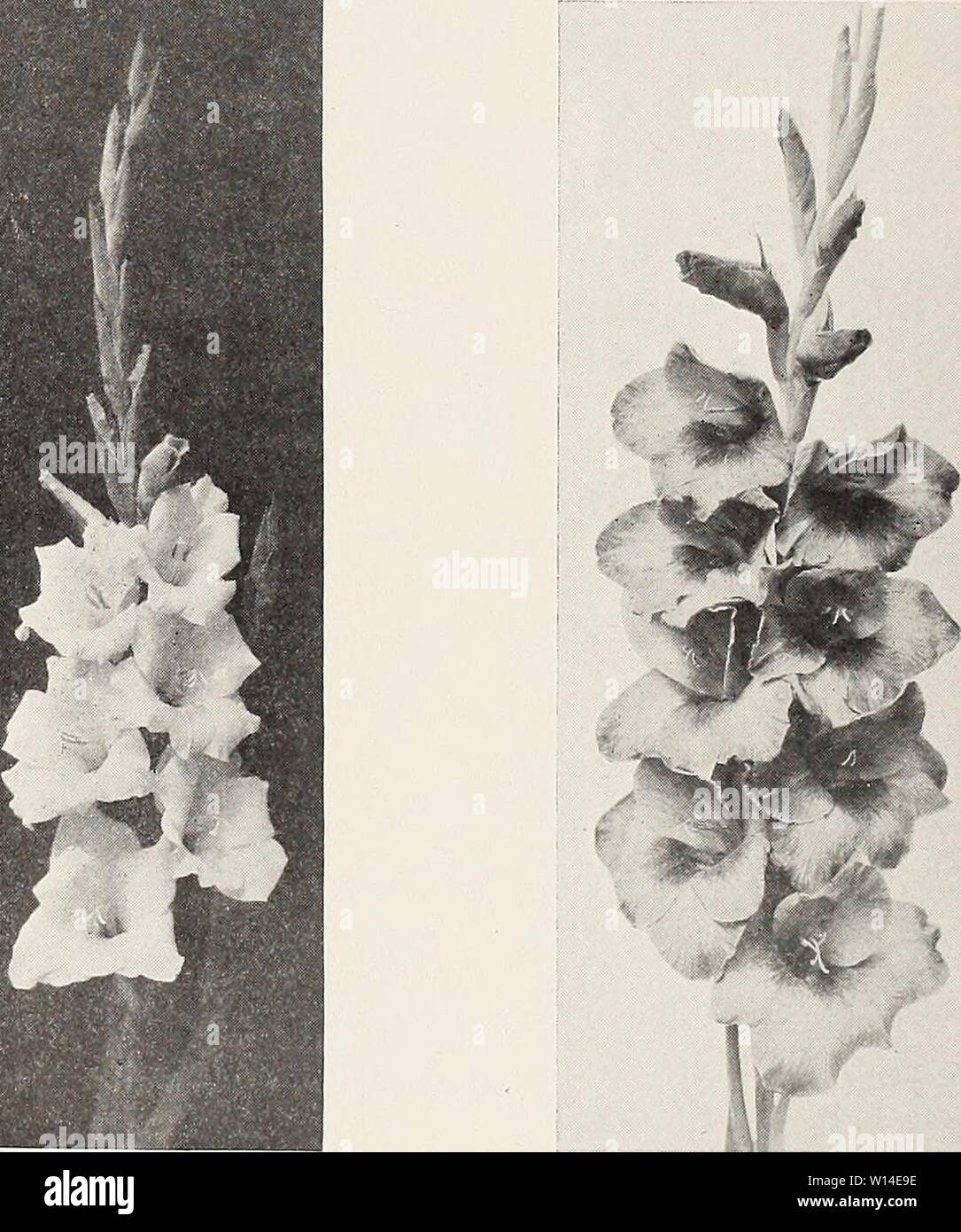 Archive image from page 11 of Descriptive list  gladiolus and. Descriptive list : gladiolus and delphiniums . descriptivelistg1928cham Year: 1928  Grow a Few Extra to Give Away E. G. HILL. (K) A true pink with cream throat. Several open. A fine one. Will make great commercial variety. E. J. SHAYLOR. (K) Very strong growing deep violet rose. Distinctive color. Fine commercial variety. One of the best. ELF. (D) White, lemon lip. Tall straight plant. Six to eight blooms open. One of the very best commercial whites. ELIZABETH GERBERDING. (D) Heavily ruffled dark shell pink, ruby and yellow throat. Stock Photo