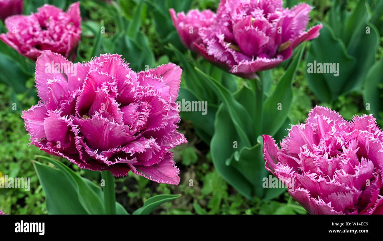 Tulip close-up in tulip field green background Stock Photo - Alamy