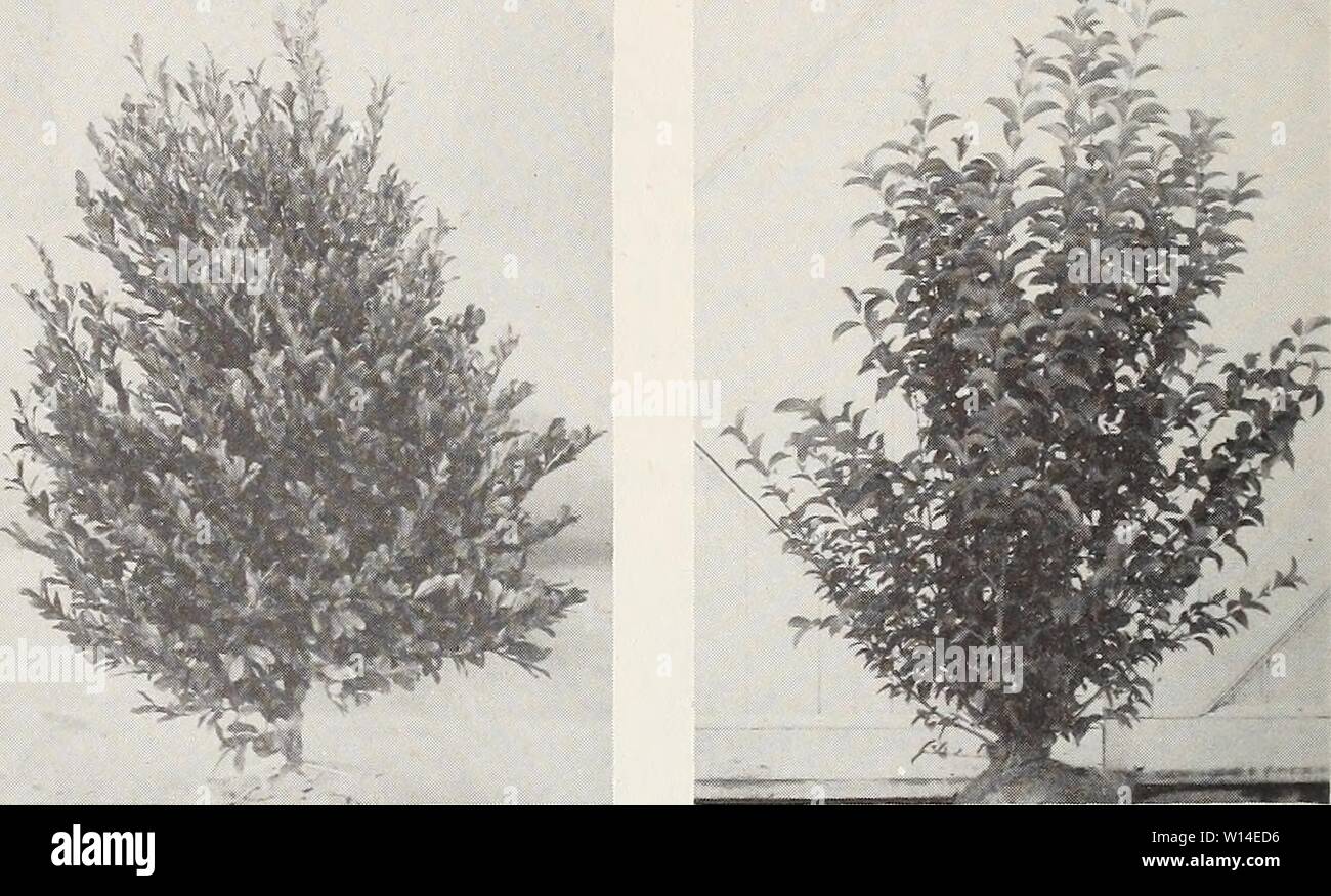 Archive image from page 11 of Descriptive, illustrated retail catalogue . Descriptive, illustrated retail catalogue : spring 1957 . descriptiveillu1957jvan 0 Year: 1957  JASMINUM FLORIDUM. See picture page 10 Everblooming Jasmine. Bright green foliage and stems; golden yellow flowers all summer. Low spreading, rambly growth; leaves alternate; semi- evergreen. ij to 2 ft. spread. .3.50 | 2 to 3 ft. spread. . 4.00    Laurocerasus Ligustrum caroliniana , japonicum LAUROCERASUS CAROLINIANA. Carolina Cherry Laurel. Shiny light green medi- size leaves. Tall, upright grower; takes pruning well. 2 to Stock Photo
