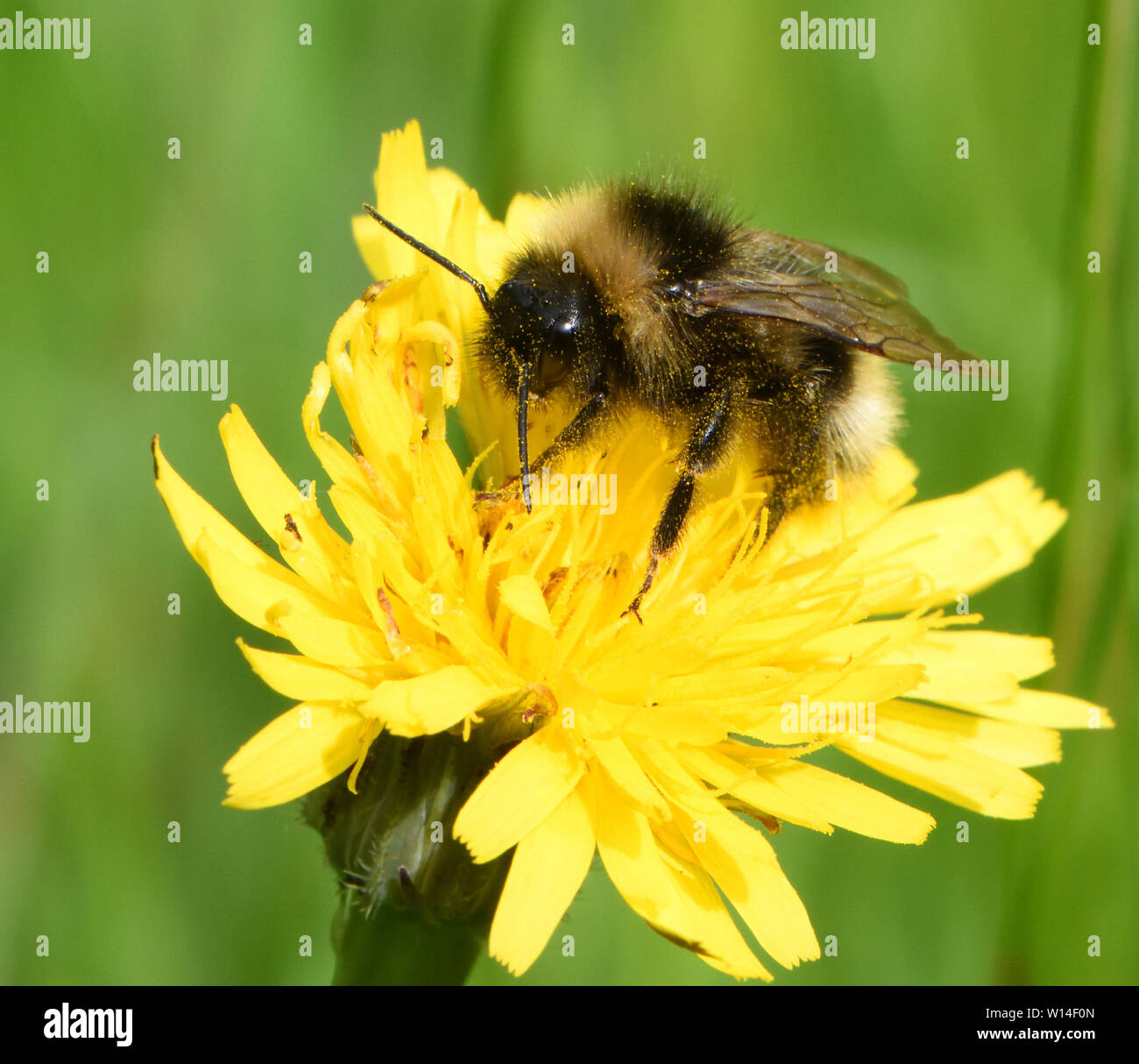 A worker buff-tailed bumblebee (Bombus terrestris) foraging on a yellow flower of mouse-ear hawkweed (Pilosella officinarum, Hieracium pilosella). Bed Stock Photo