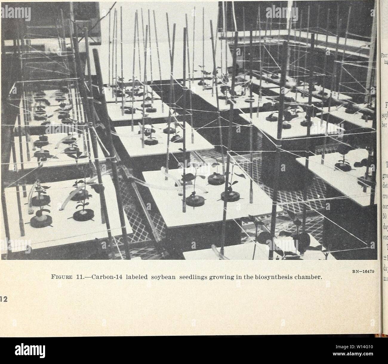 Archive image from page 13 of Design and operation of a. Design and operation of a carbon-14 biosynthesis chamber . designoperationo911smit Year: 1962  p.p.m. of Chel 138 (ethylenediaminedihydroxy- phenlyacetic acid) supplied all the iron necessary for normal plant growth. With wheat the iron requirement was met with 10 p.p.m. ferric chloride. Corn required both Chel 138 at 10 p.p.m. and ferric chloride at 15 p.p.m. The plants were placed in the chamber and ob- served a day or two to make certain they were all living, then the door was installed and the cham- ber sealed. Radioactive C02 was ad Stock Photo