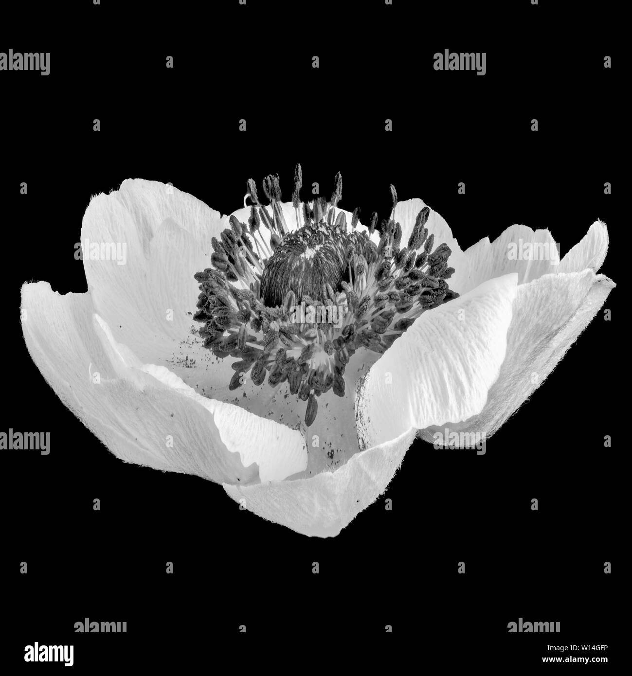 Isolated white anemone blossom monochrome macro,black background, with ...