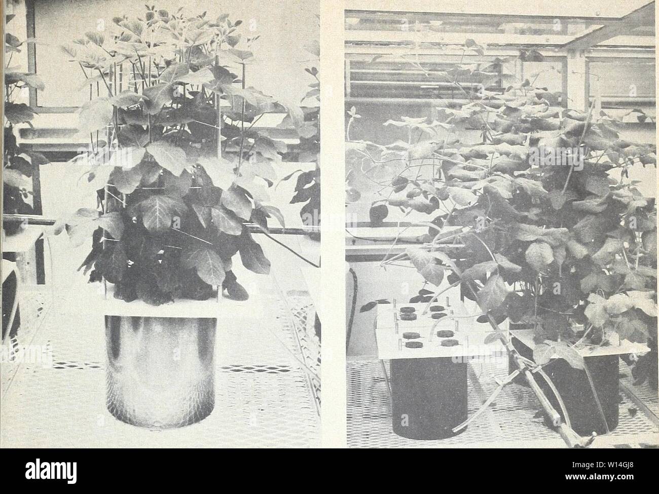 Archive image from page 14 of Design and operation of a. Design and operation of a carbon-14 biosynthesis chamber . designoperationo911smit Year: 1962  Figure 12 —Carbon-14 labeled soybean plants approach- Figure 13.—Carbon-14 labeled soybean plants approach- ing blossoming, growing in the biosynthesis chamber. ing maturity, growing in the biosynthesis chamber. Figures 11, 12, and 13 show carbon-14 tagged soybean plants growing in the biosynthesis cham- ber and the excellent growth that was obtained. Growth of Corn Two crops of corn were grown. The first was growTn about 2 months without radio Stock Photo