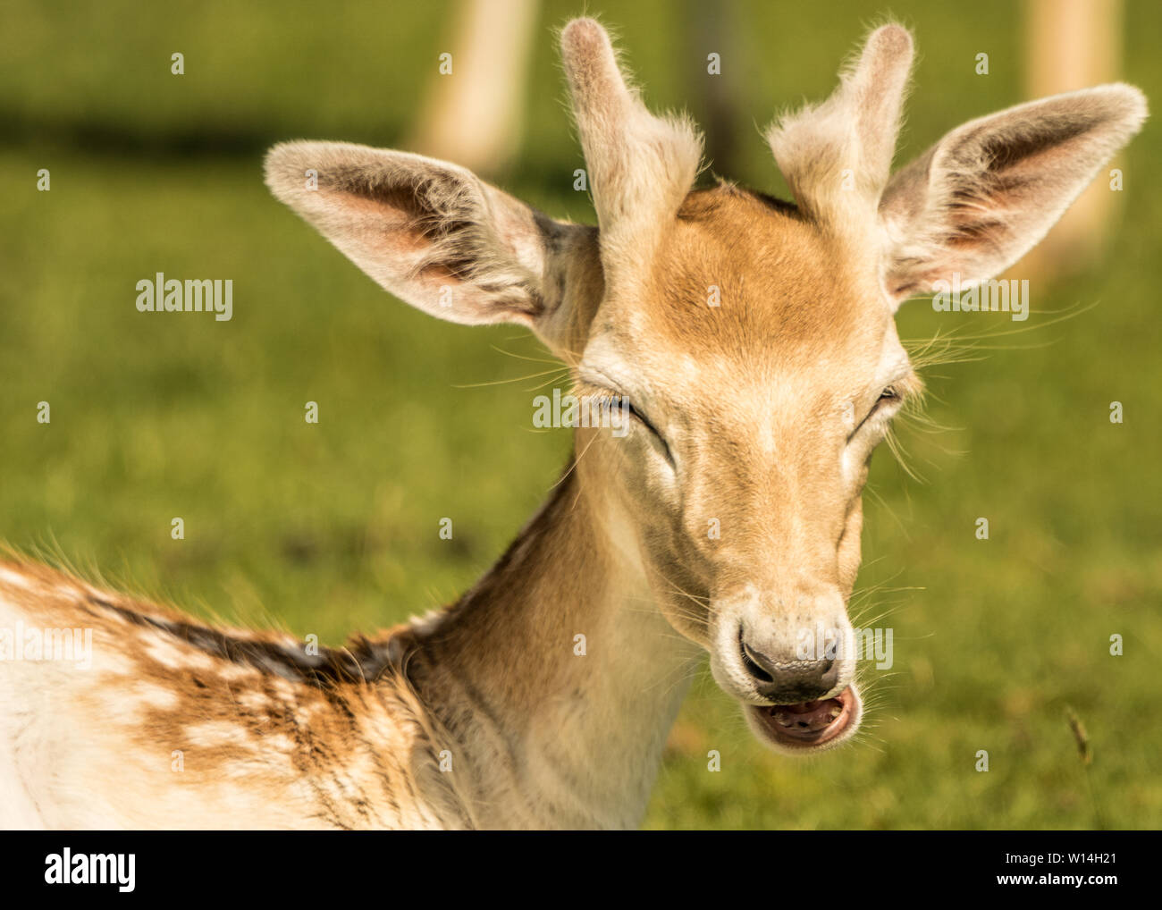 Fallow deer stag in parkland hi-res stock photography and images - Alamy