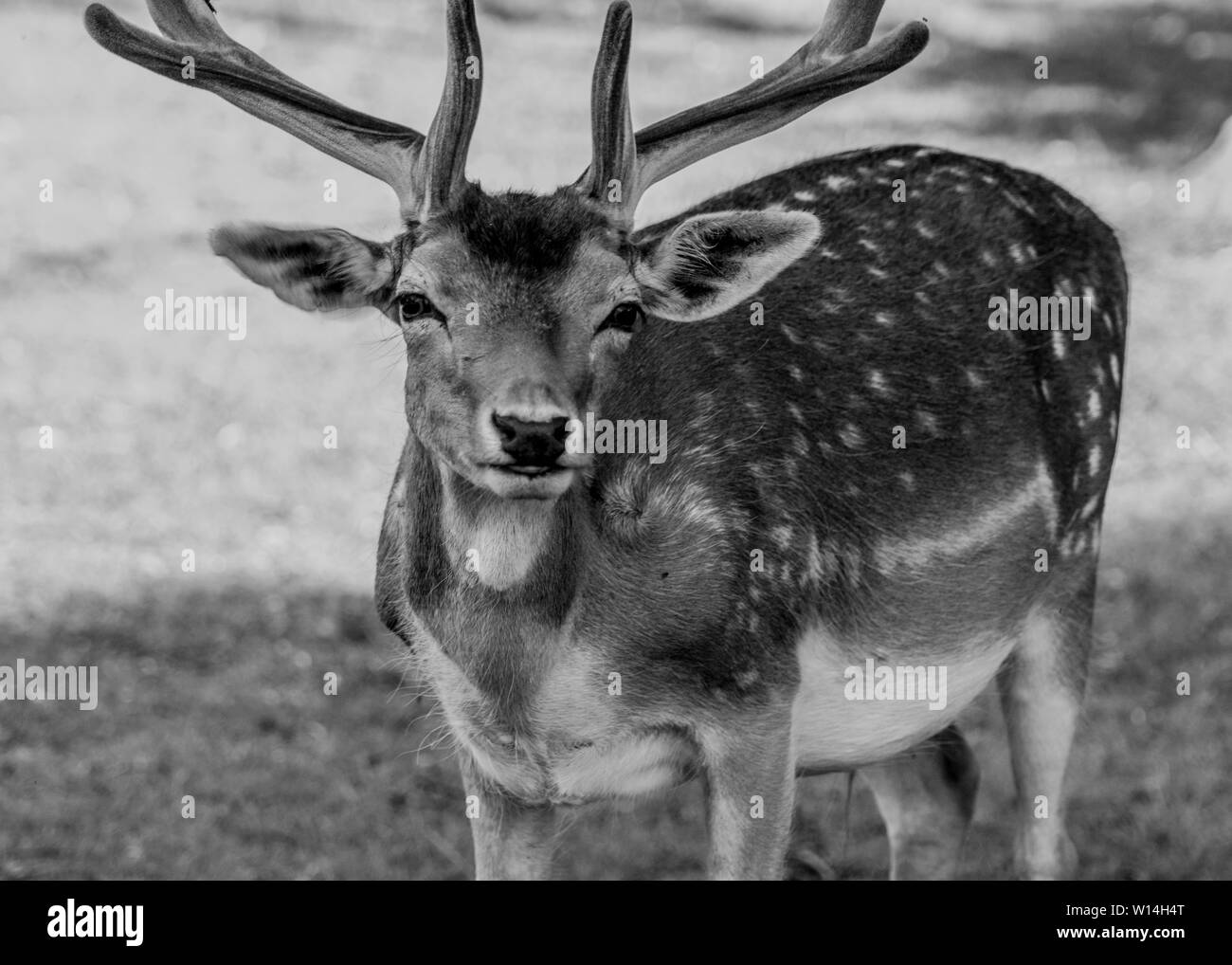 Deer Antlers Black And White Black and White Stock Photos & Images Alamy