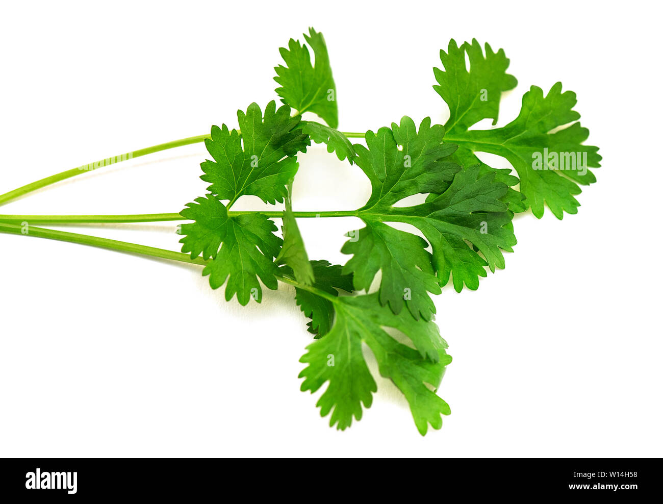 Close-up green branch of Cilantro or Coriander isolated on white Background Stock Photo