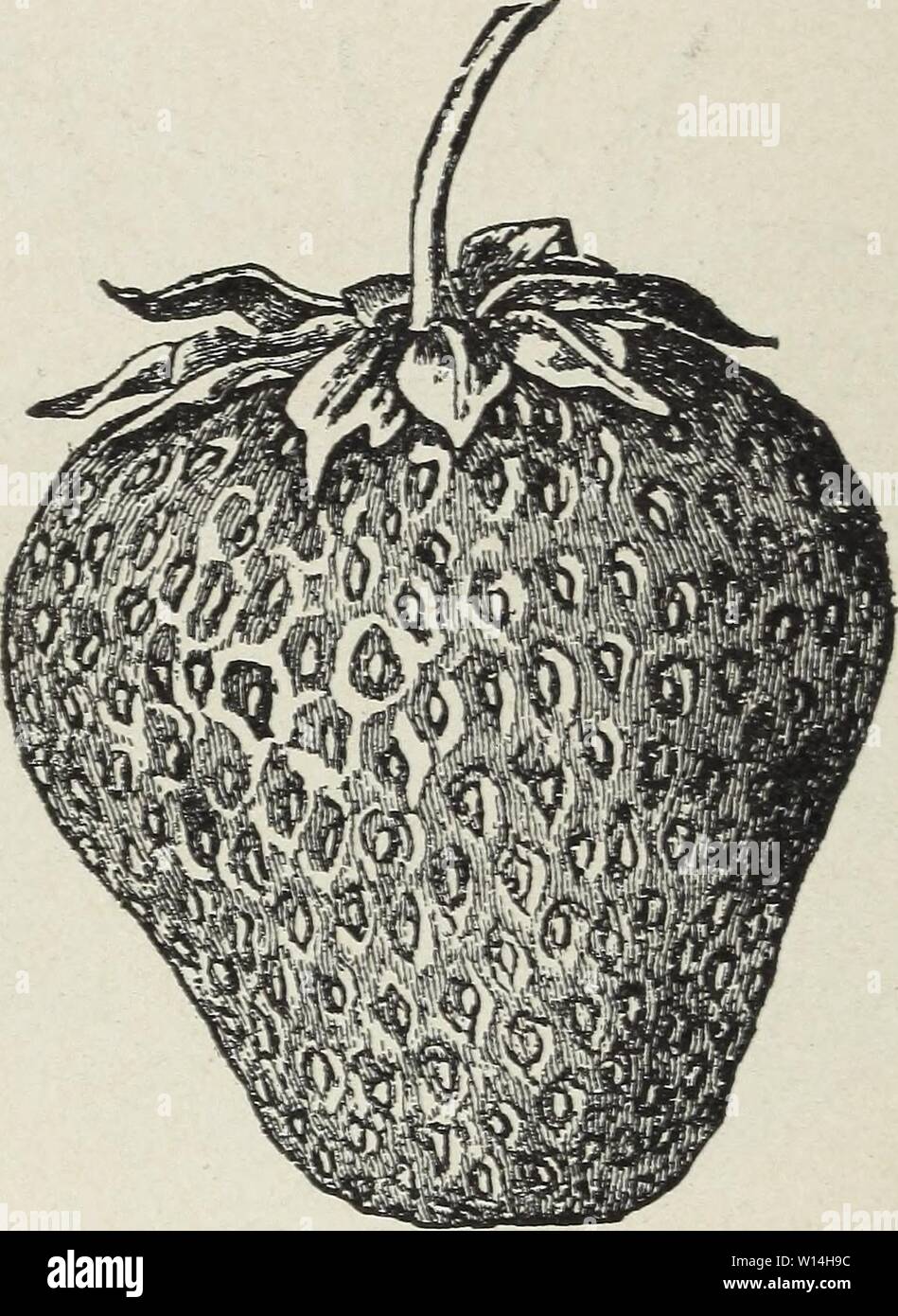Archive Image From Page 15 Of Descriptive Strawberry Plant Catalogue Of Descriptive Strawberry Plant Catalogue Of 5 000 000 Perdue S Best Quality Strawberry Plants Grown At Perdue S Strawberry Plant Farm Descriptivestraw1925perd Year