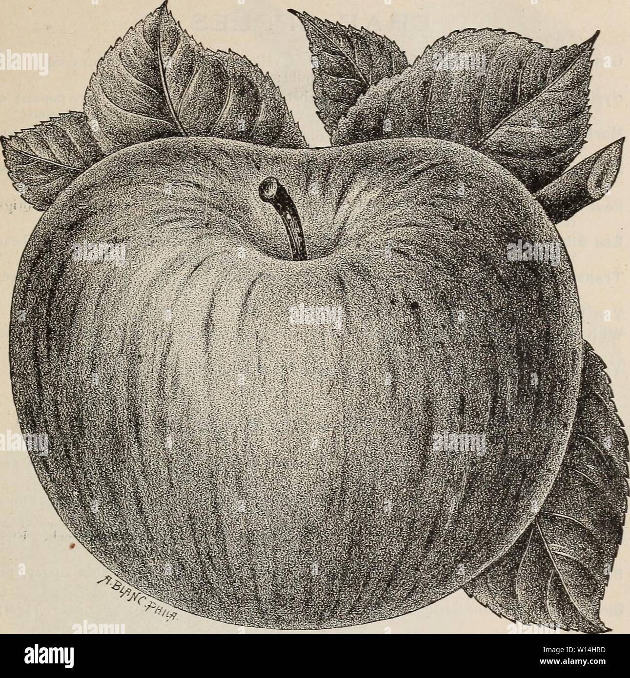 Archive image from page 16 of Descriptive catalogue of fruit trees. Stock Photo