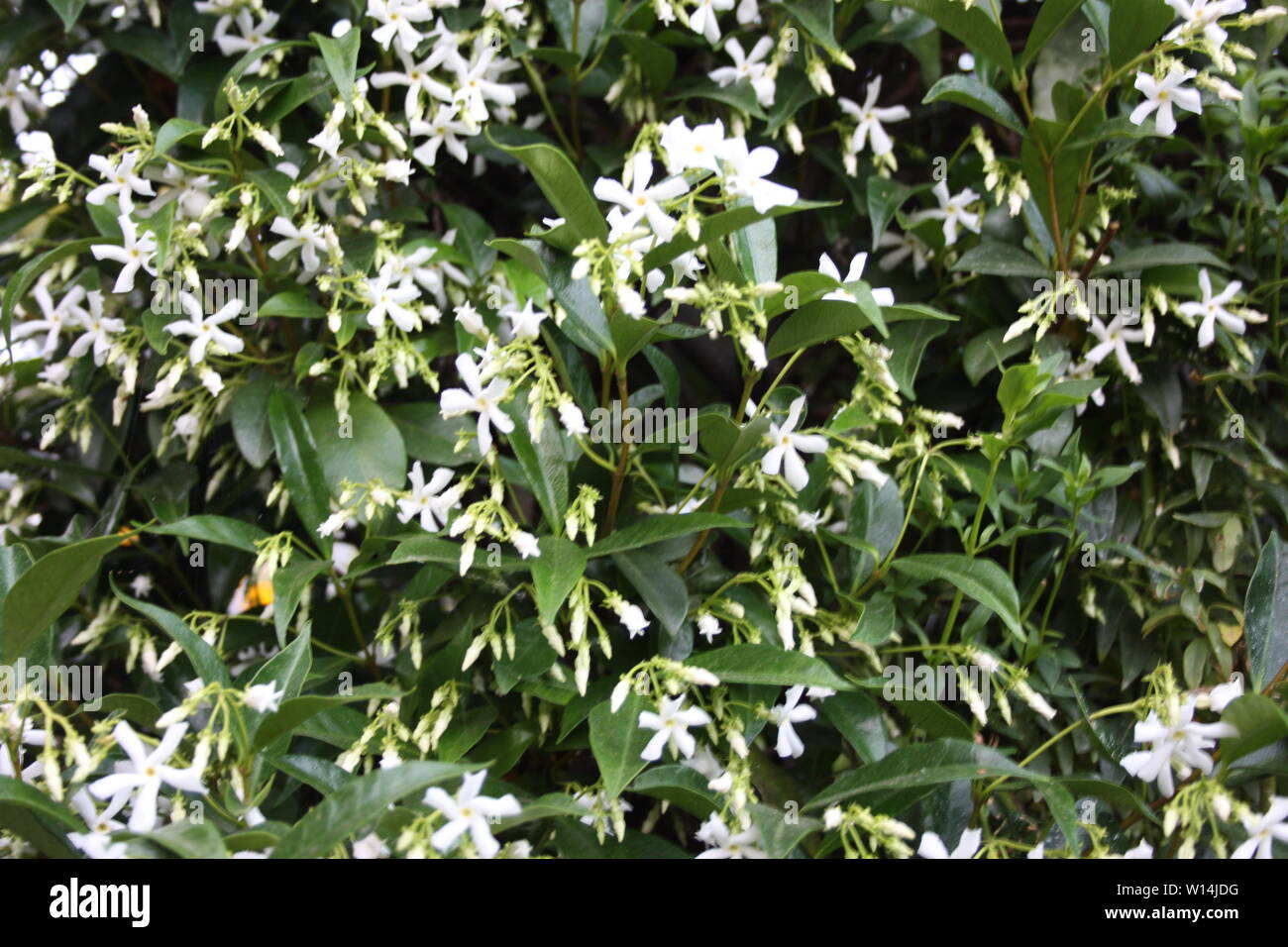 grove or green flowering bush of fragrant white jasmine Stock Photo