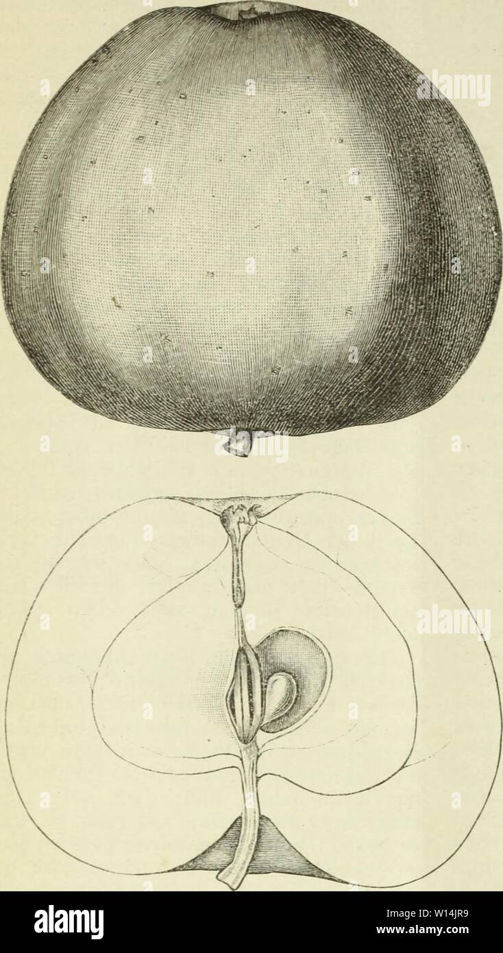 Archive image from page 17 of Deutsche Garten-Zeitung (1886). Deutsche Garten-Zeitung . deutschegartenze01witt Year: 1886 Buntzels Wachs-Reinette! f [Deutsche Garten-Zeitung Buntzels Wachs-Reinette! f (B. L Kühn). October-April. Lucas IX, 1. H< .eimathund 'orkommen: Fand sich als älterer Sämlingsstamm in der M. Buntzersehen Baumschule in Nieder-Schönweide b. Berlin, ist noch nicht im Handel, verdient aber wegen seiner Güte, Schönheit, sehr reicher Tragbarkeit und seines prachtvoll starken aromatischen Wohlgeruches die weiteste Ver- breitung. Gestalt: Mittelgrosser, flach kugelförmiger, Stock Photo