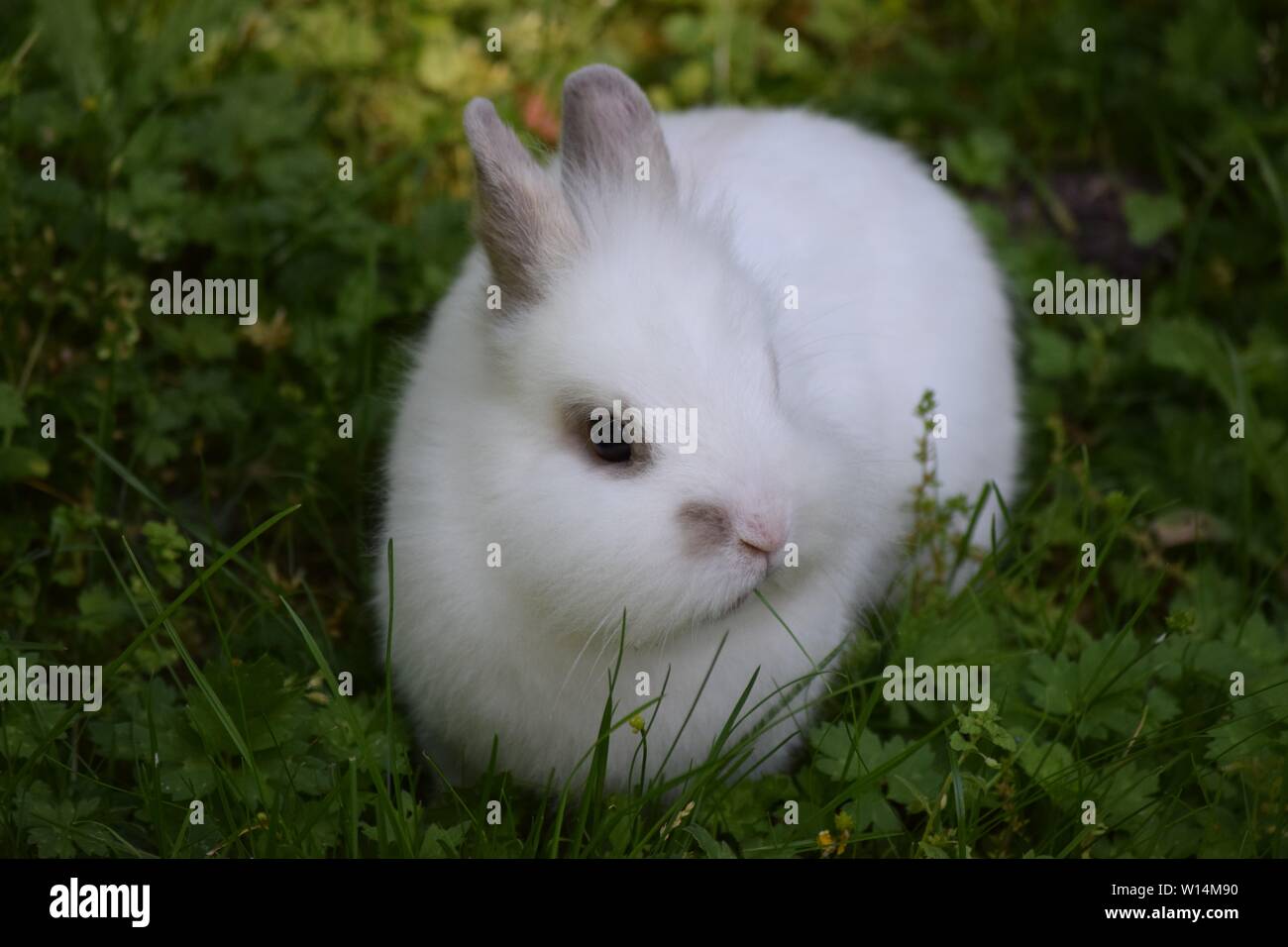 white Rabbit in the Green Stock Photo