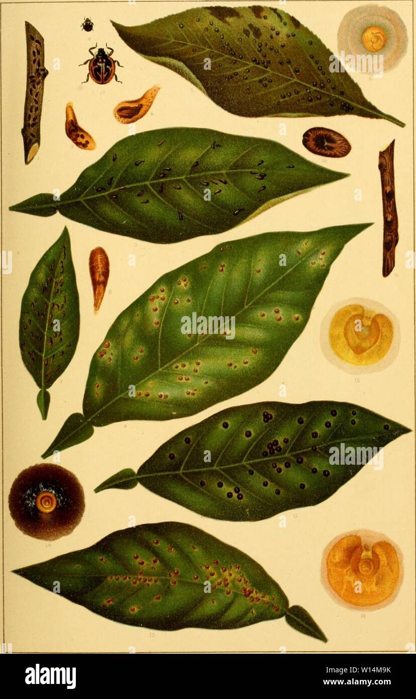 Archive image from page 20 of Destructive insects (1891 Stock Photo - Alamy