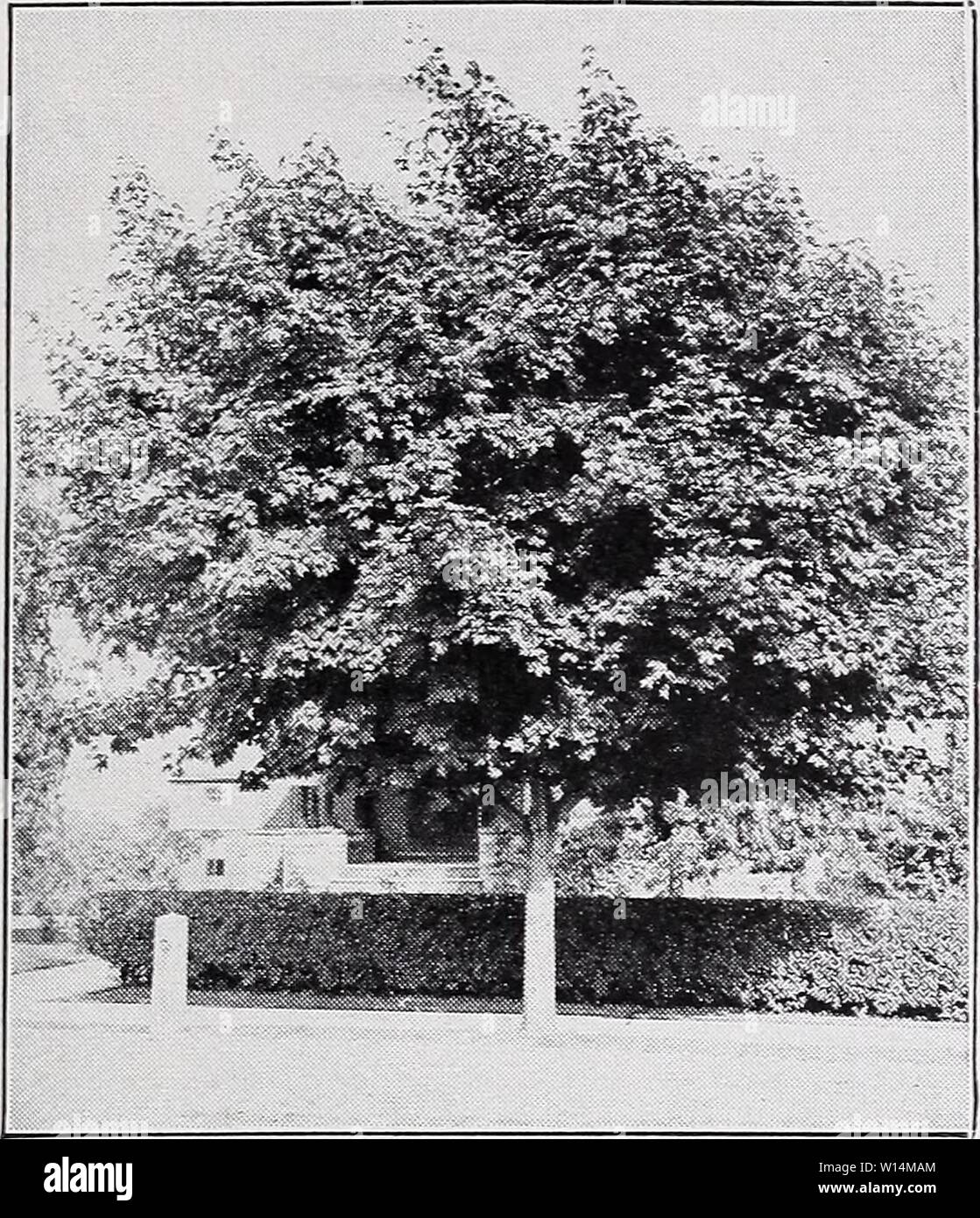 Archive image from page 20 of Descriptive price list (1935). Descriptive price list . descriptiveprice00cmho 1 Year: 1935  C. M. HOBBS 3c SONS, INC., BRIDGEPORT, INDIANA    Ailanthus Acer Schwedleri. ACER—Continued. A. rubrum (Red Maple). Becomes a large tree. Leaves have five unequal lobes, green above, pale or bluish beneath, turning to bright scarlet in the fall ; flowers red or scarlet, fruits red. Valuable for park or street plant- ing. Does well in wet locations. Each 6 to 8 ft $2.00 8 to 10 ft 3.00 A. saccharum (Sugar or Rock Maple). This is one of the most desirable shade and orna- men Stock Photo