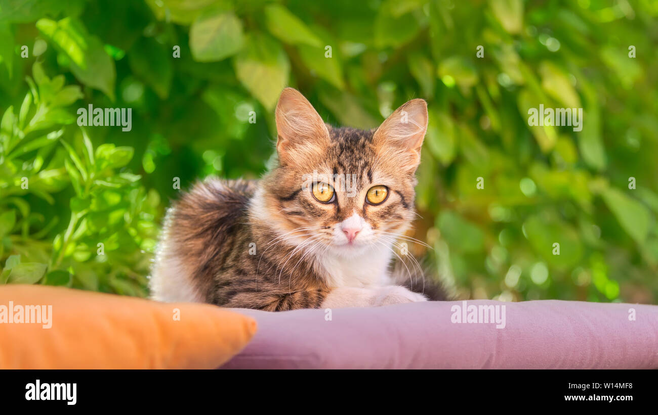 Cute young cat, brown tabby with white, kitten resting lazy on a pillow in front of green bushes, watching curiously with yellow eyes, Rhodes, Greece Stock Photo