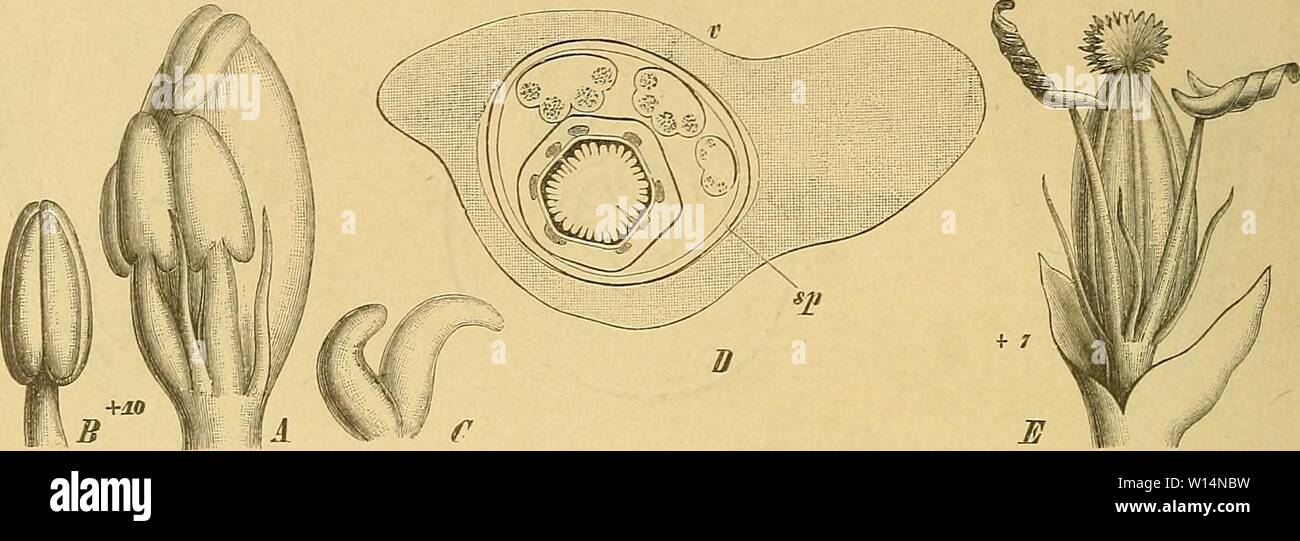 Archive image from page 21 of Die Natürlichen Pflanzenfamilien  nebst. Stock Photo