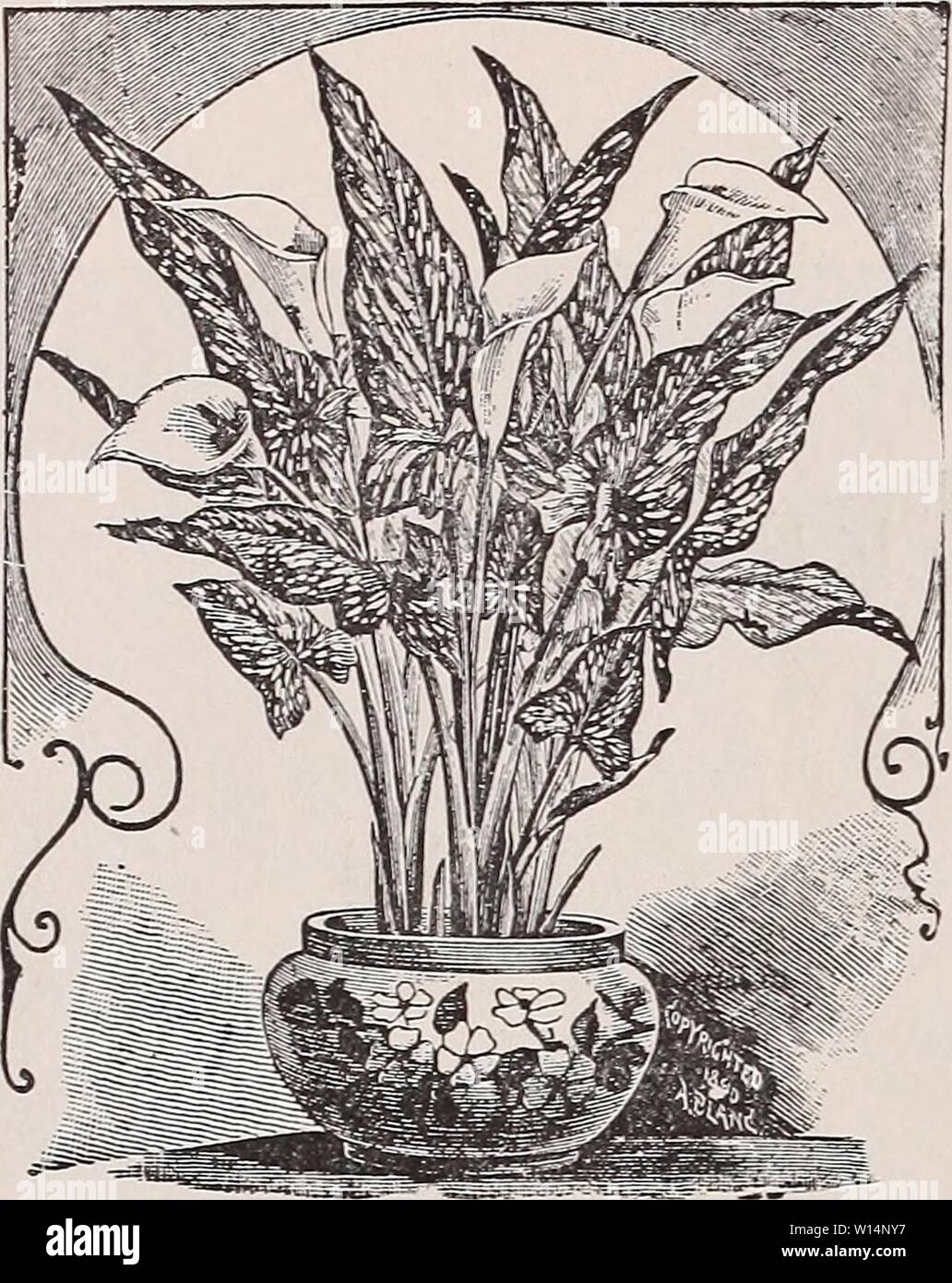 Archive image from page 23 of Descriptive and illustrated catalogue of. Descriptive and illustrated catalogue of new and rare water-lilies, nelumbiums and other choice aquatics, sub-tropical plants, ornamental grasses, etc. . descriptiveillus1895will Year: 1895  20 WM. TRICKER & CO., CLTPEON, N. J. CALLA (Richardia) ALBA MACULATA.    SPOTTED LEAF CALLA. The Spotted Calla, as it is commonly known, is very effective when planted out in the summer near the lily pond. Price 25 cents each. CYPEHUS ALTERNIFOLIUS. Another well-known greenhouse plant, which is really an aquatic or bog grass. Planted o Stock Photo