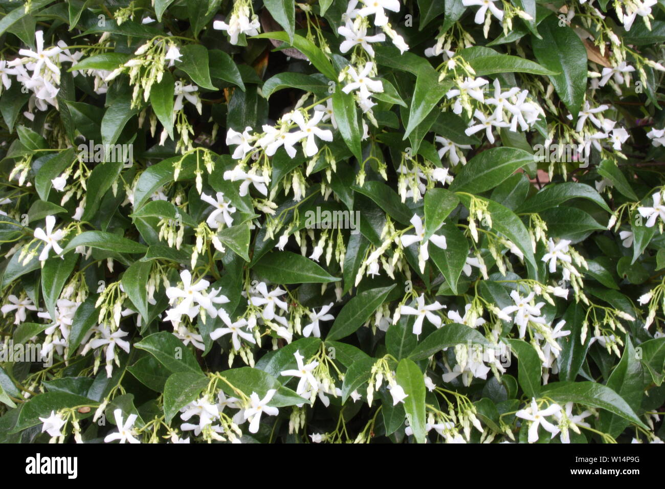 grove or green flowering bush of fragrant white jasmine Stock Photo Alamy