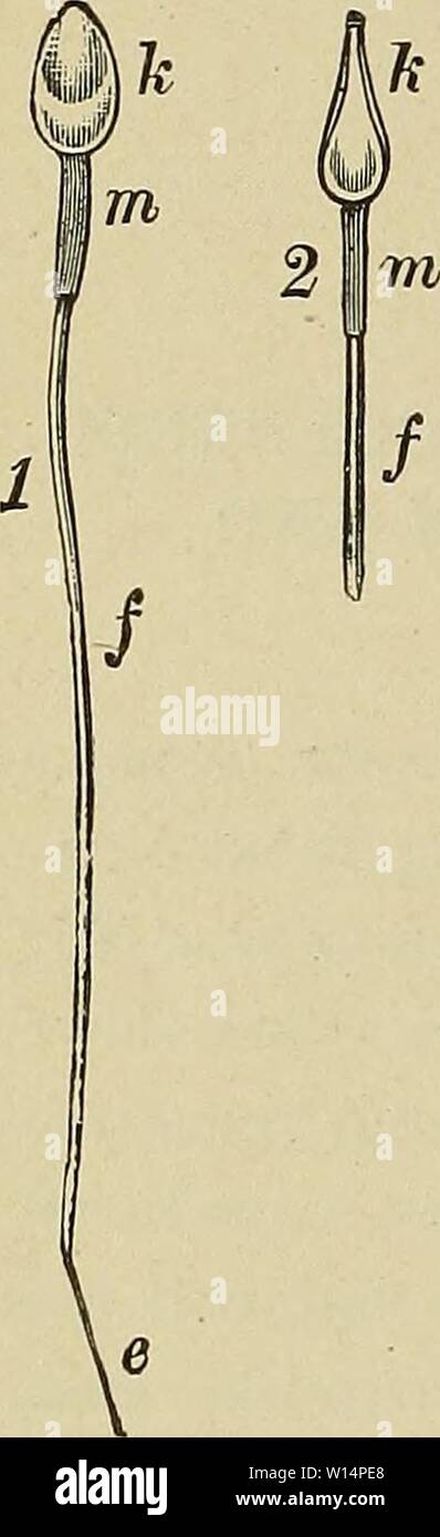 Archive image from page 23 of The development of the human. The development of the human body : a manual of human embryology . developmentofhum00mcmu Year: 1914  12 THE SRERMATOZOON which constitutes about four-fifths of the total length of the sper- matozoon is composed simply of the axial filament and its sheath, this latter gradually thinning out as it passes backward and ceasing altogether a short distance above the end of the axial filament.    H. { N. M. Stock Photo