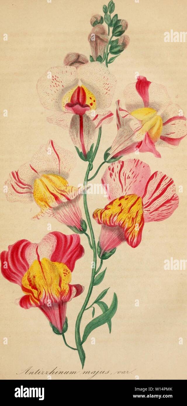 Archive Image From Page 24 Of Deutsches Magazin Fr Garten Und Stock Photo Alamy