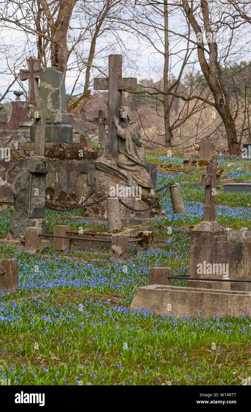 Vilnius,Užupis/Lithuania-April,11,2019: Impressive bloom of Scilla siberica in one oldest 19c. Bernardinai cemetery in Vilnius. Scilla is earliest pla Stock Photo