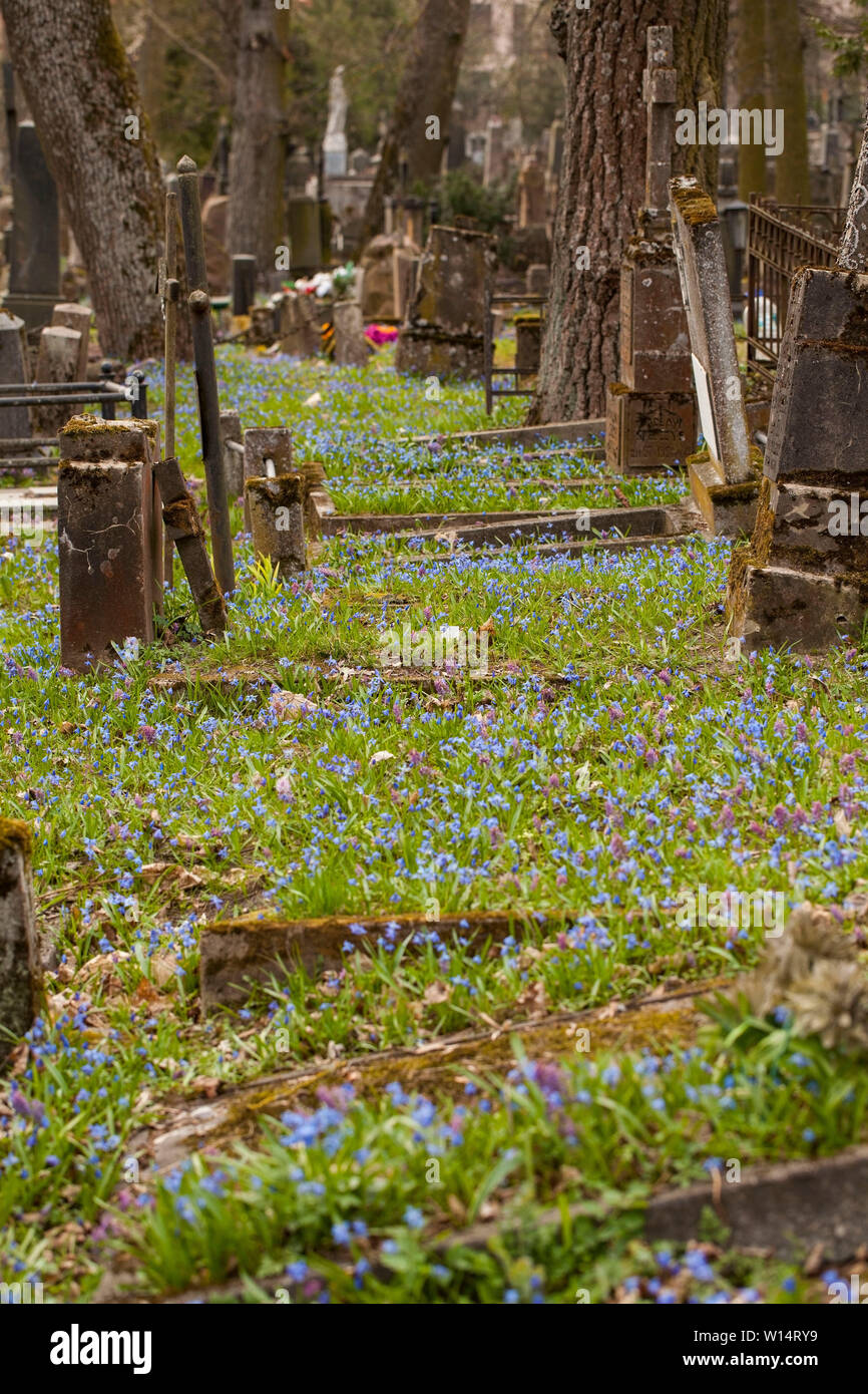 Vilnius,Užupis/Lithuania-April,11,2019: Impressive bloom of Scilla siberica in one oldest 19c. Bernardinai cemetery in Vilnius. Scilla is earliest pla Stock Photo