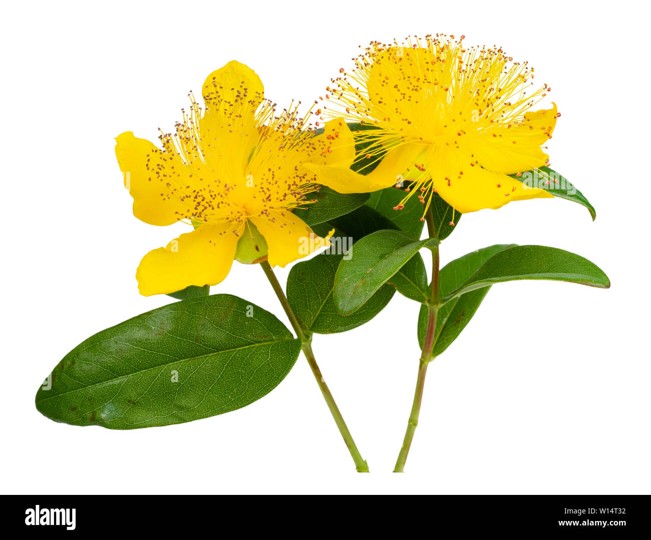 Yellow boss of stamens and yellow petals of the Rose of Sharon, Hypericum calycinum, on a white background Stock Photo