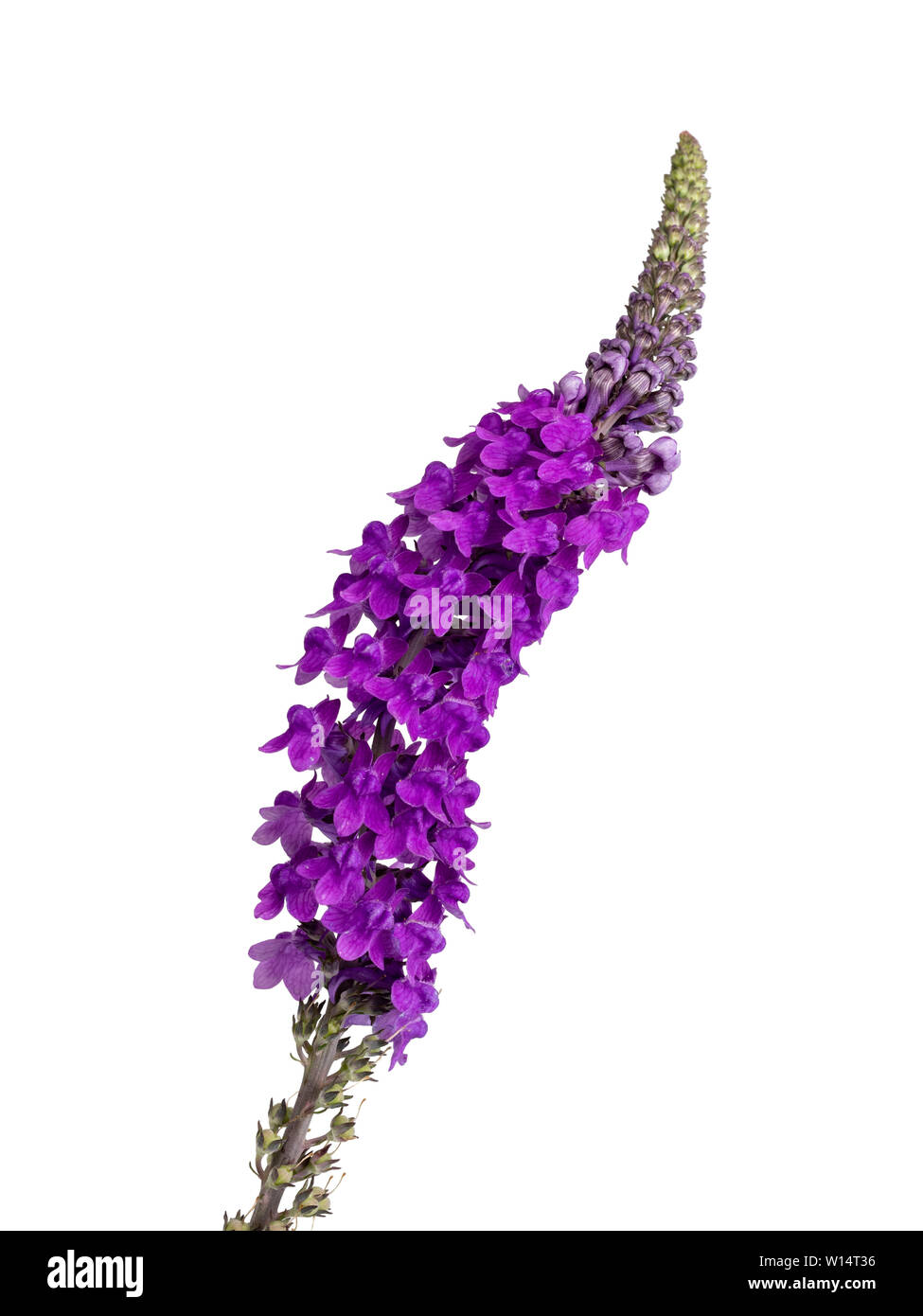 Purple flowers in the spike of toadflax, Linaria purpurea, an UK wildflower and cottage garden plant on a white background Stock Photo