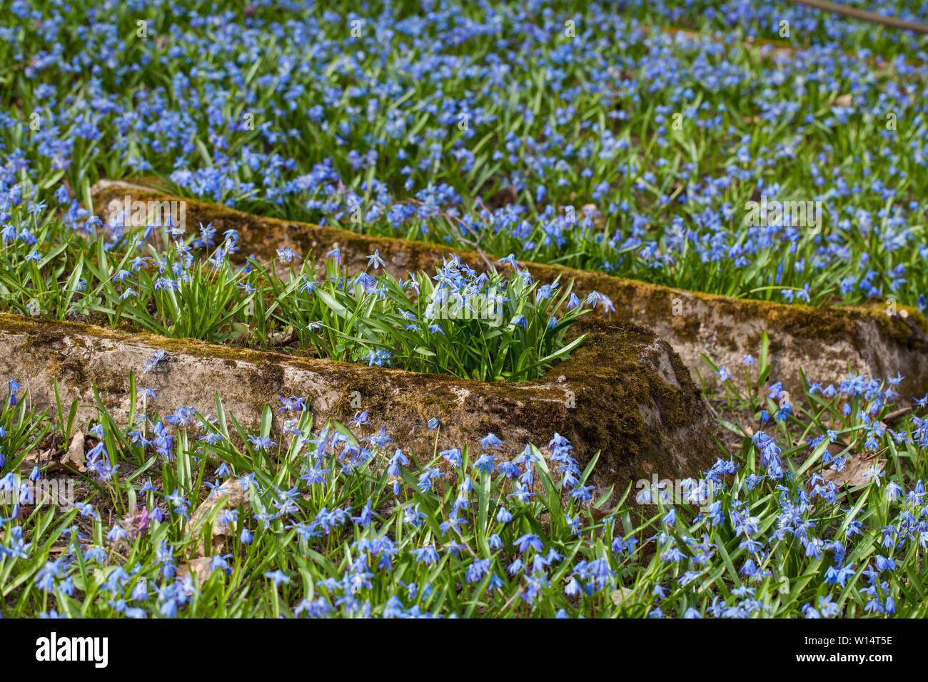 Vilnius,Užupis/Lithuania-April,11,2019: Impressive bloom of Scilla siberica in one oldest 19c. Bernardinai cemetery in Vilnius. Scilla is earliest pla Stock Photo