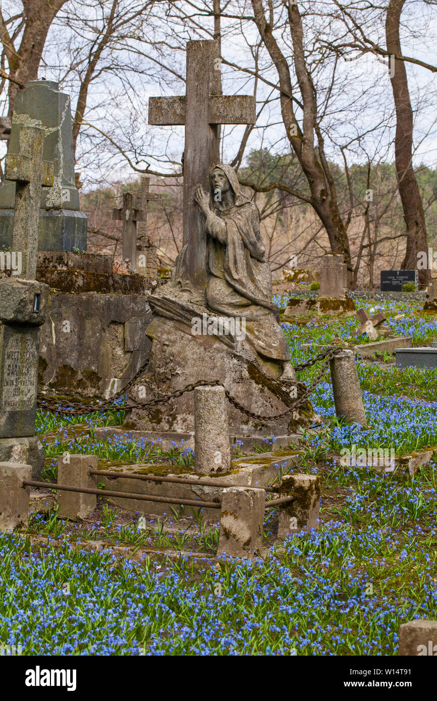 Vilnius,Užupis/Lithuania-April,11,2019: Impressive bloom of Scilla siberica in one oldest 19c. Bernardinai cemetery in Vilnius. Scilla is earliest pla Stock Photo