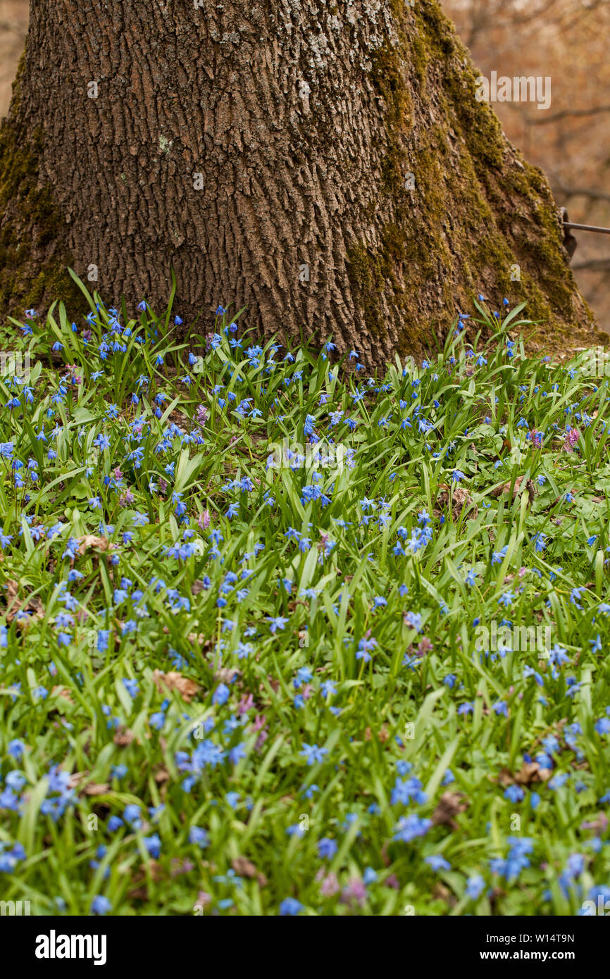 Scilla is a genus of bulb-forming perennial herbs in the family Asparagaceae,native to woodlands, subalpine meadows, and seashores throughout Europe, Stock Photo