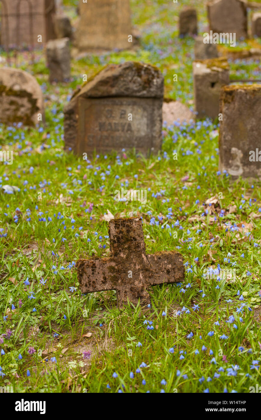 Vilnius,Užupis/Lithuania-April,11,2019: Impressive bloom of Scilla siberica in one oldest 19c. Bernardinai cemetery in Vilnius. Scilla is earliest pla Stock Photo