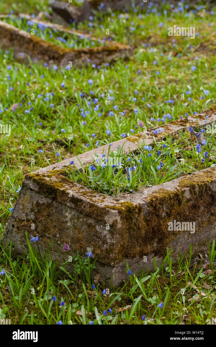 Vilnius,Užupis/Lithuania-April,11,2019: Impressive bloom of Scilla siberica in one oldest 19c. Bernardinai cemetery in Vilnius. Scilla is earliest pla Stock Photo
