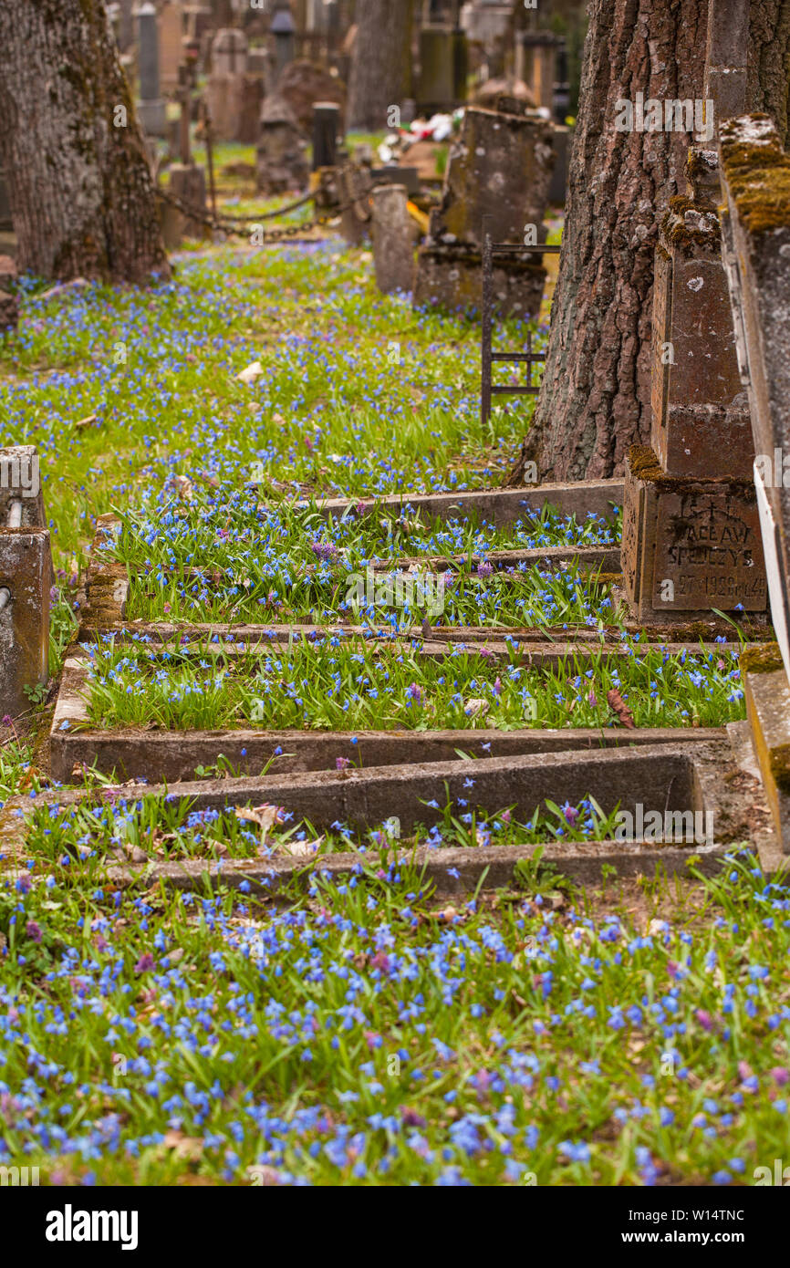 Vilnius,Užupis/Lithuania-April,11,2019: Impressive bloom of Scilla siberica in one oldest 19c. Bernardinai cemetery in Vilnius. Scilla is earliest pla Stock Photo