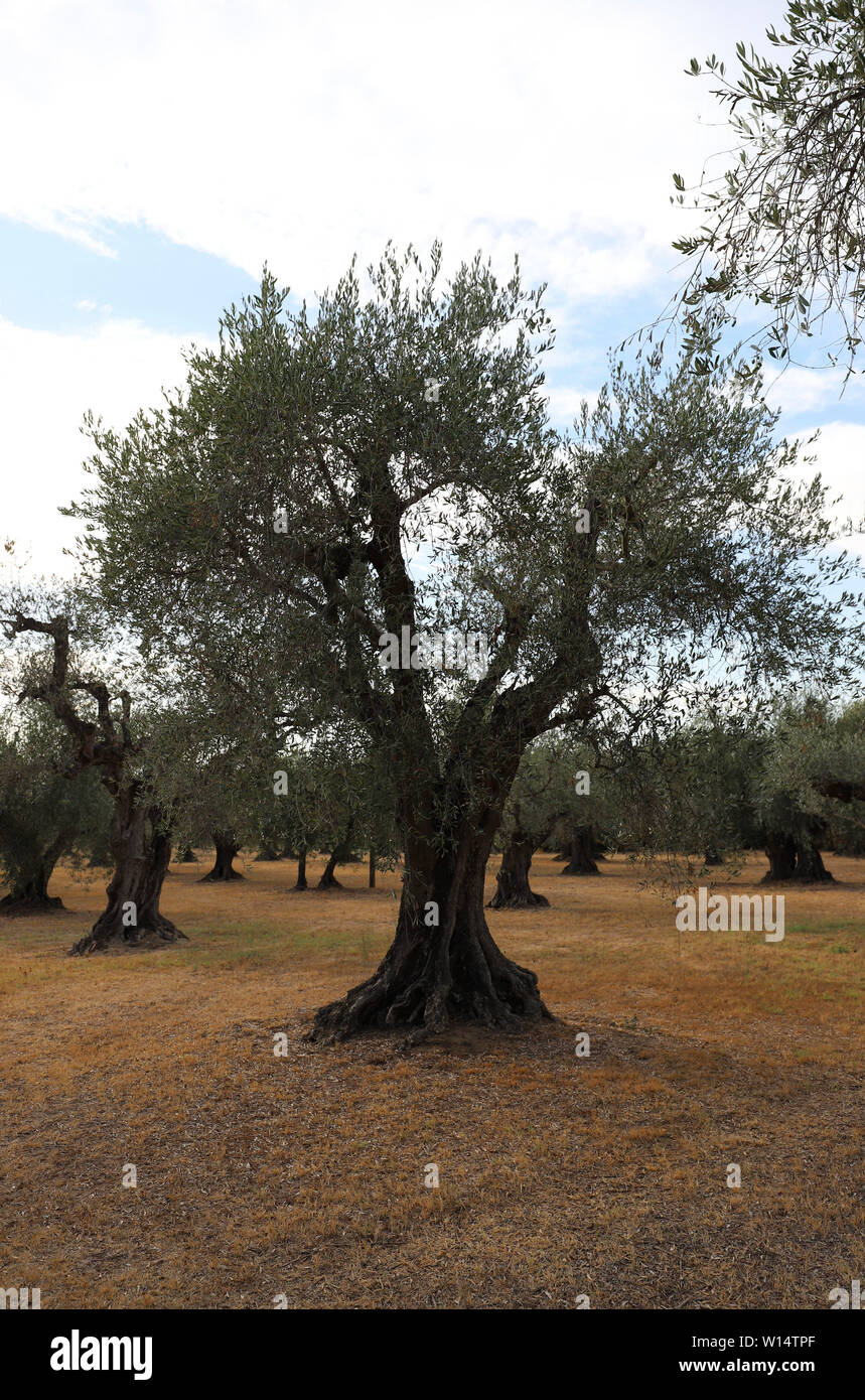 Plantation of olive trees in Tuscany, Italy Stock Photo Alamy