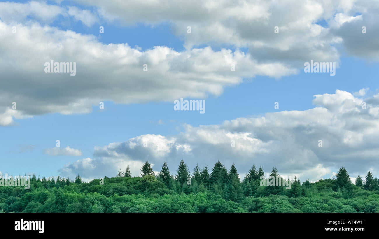 Minimal landscape barckground. Clouds, blue sky and pines Stock Photo