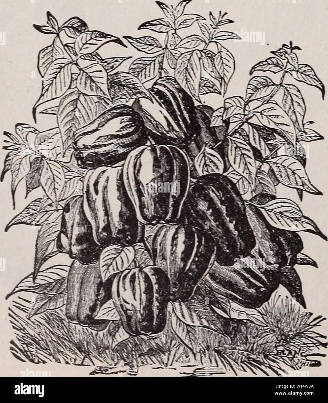 Picture book vegetable hi-res stock photography and images - Page 19 - Alamy